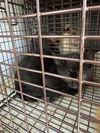 adoptable Cat in houston, TX named A638420