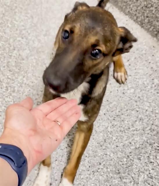 adoptable Dog in Houston, TX named COLETTE