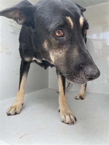 adoptable Dog in Houston, TX named A638539