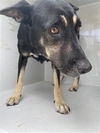 adoptable Dog in  named A638539