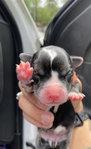 adoptable Dog in Houston, TX named A638541