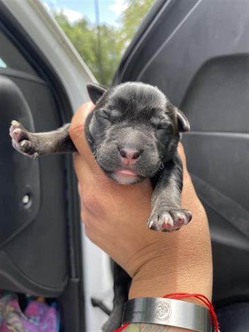 adoptable Dog in Houston, TX named A638543