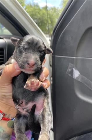 adoptable Dog in Houston, TX named A638545