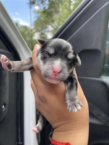 adoptable Dog in Houston, TX named A638546