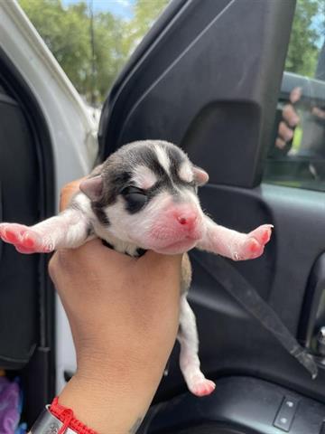 adoptable Dog in Houston, TX named A638547