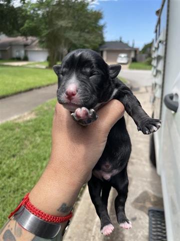 adoptable Dog in Houston, TX named A638548