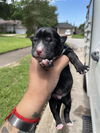 adoptable Dog in  named A638548