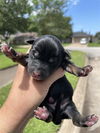 adoptable Dog in  named A638550