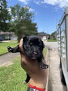 adoptable Dog in  named A638551
