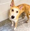 adoptable Dog in  named TOULA