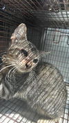 adoptable Cat in houston, TX named A638535