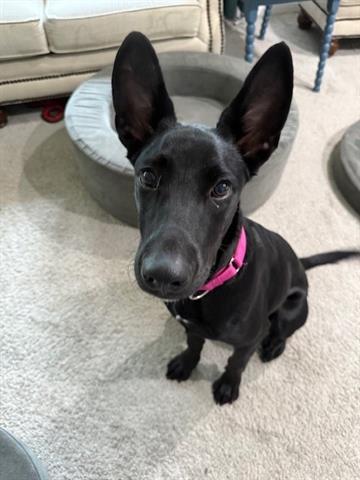 adoptable Dog in Houston, TX named SIERRA
