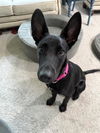 adoptable Dog in  named SIERRA