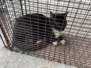 adoptable Cat in Houston, TX named A638585