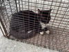 adoptable Cat in houston, TX named A638585