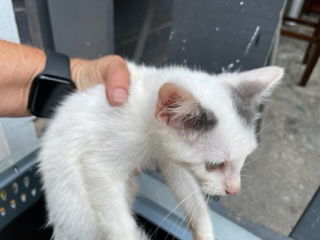 adoptable Cat in Houston, TX named A638626