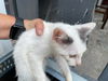 adoptable Cat in houston, TX named A638626