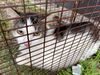 adoptable Cat in  named 256