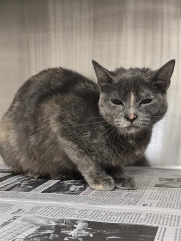 adoptable Cat in Houston, TX named A638654