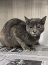 adoptable Cat in houston, TX named A638654