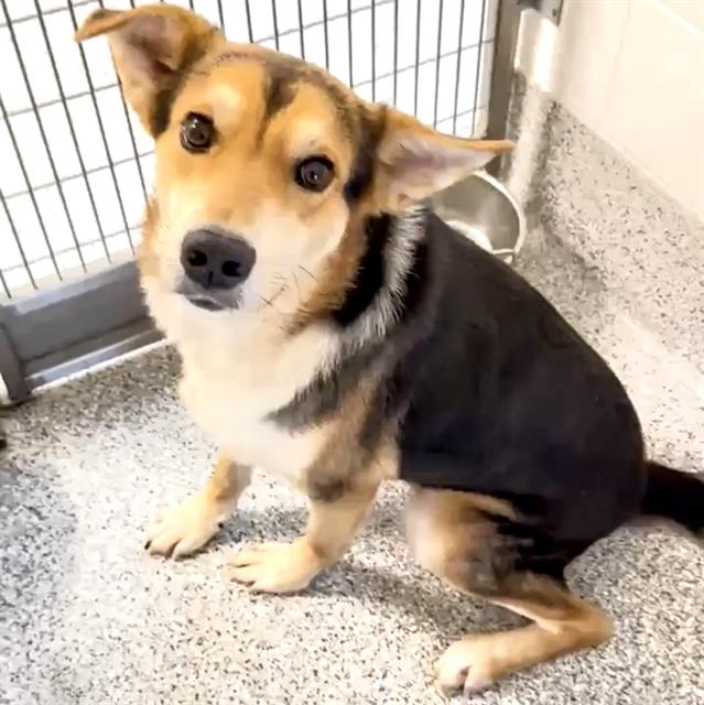 adoptable Dog in Houston, TX named OREO