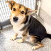 adoptable Dog in  named OREO