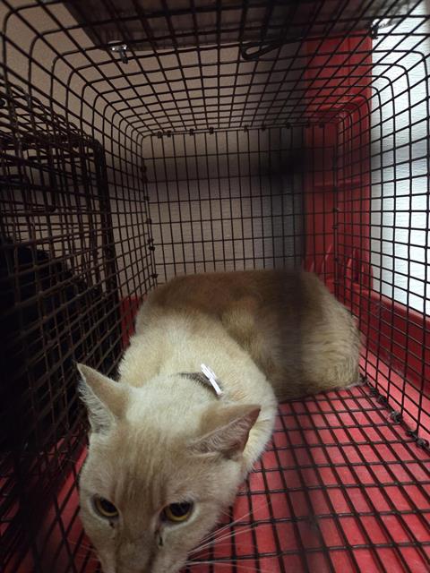 adoptable Cat in Houston, TX named A638235