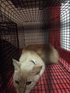 adoptable Cat in houston, TX named A638235