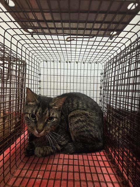 adoptable Cat in Houston, TX named A638237