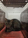 adoptable Cat in houston, TX named A638237