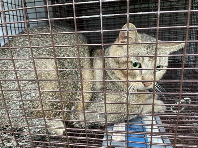 adoptable Cat in Houston, TX named A638682