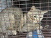 adoptable Cat in houston, TX named A638682