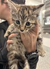adoptable Cat in houston, TX named A637723