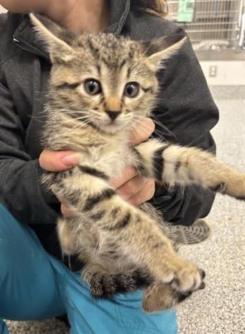 adoptable Cat in Houston, TX named A637724