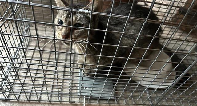 adoptable Cat in Houston, TX named A638683