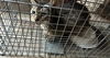 adoptable Cat in houston, TX named A638683