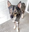 adoptable Dog in  named SOSA