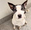 adoptable Dog in  named PUNPUN