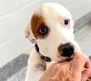 adoptable Dog in  named CAPRI