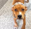 adoptable Dog in  named CALLIOPE