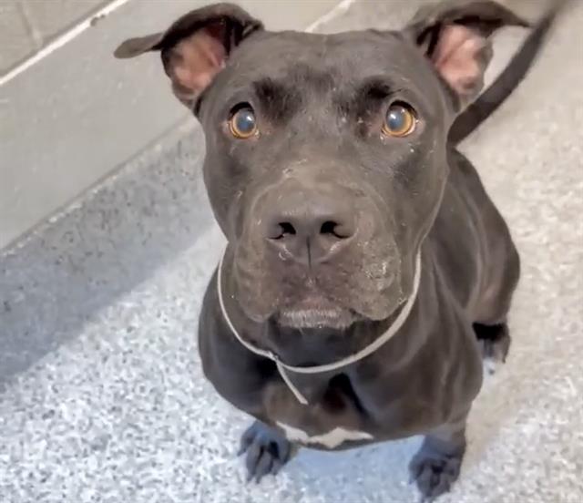 adoptable Dog in Houston, TX named MAPLE