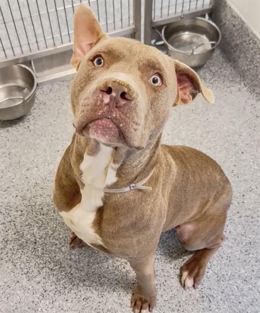 adoptable Dog in Houston, TX named DOBBY