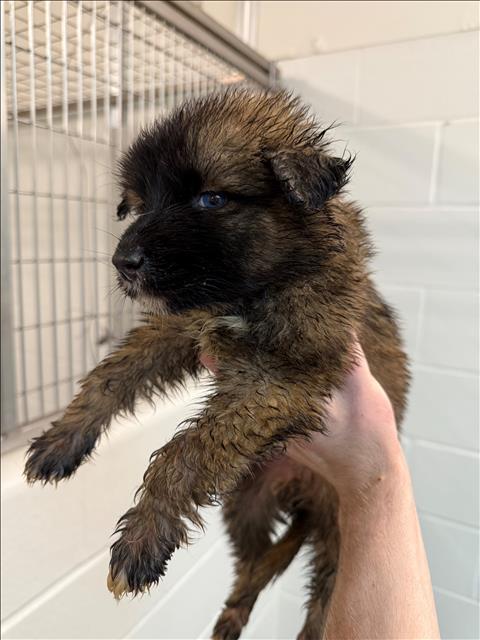 adoptable Dog in Houston, TX named ALLAS