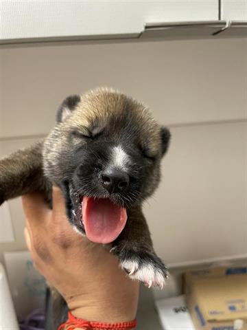 adoptable Dog in Houston, TX named A638877