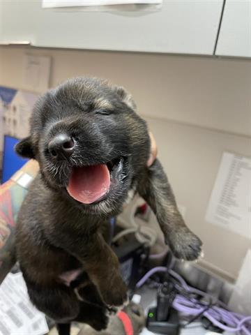 adoptable Dog in Houston, TX named A638881