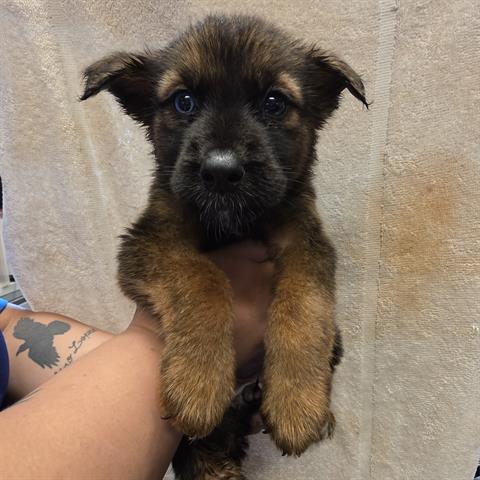 adoptable Dog in Houston, TX named A638882