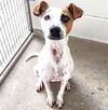 adoptable Dog in  named PEGGY