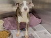 adoptable Dog in  named A638927