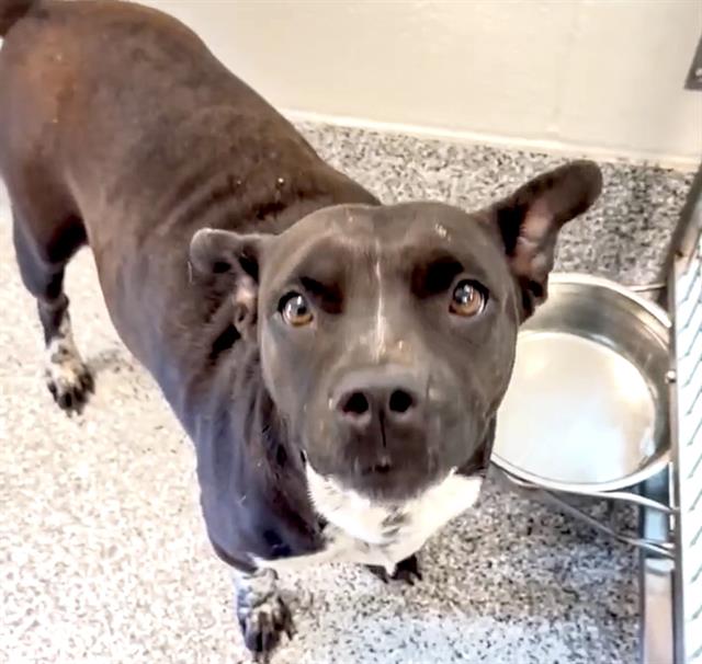 adoptable Dog in Houston, TX named TEENY