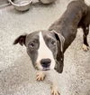 adoptable Dog in  named TAMERA